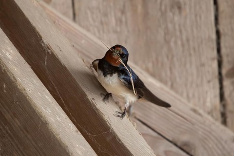 Barn swallow (Hirundo rustica) adult bird with nest material in its beak in summer, England, United