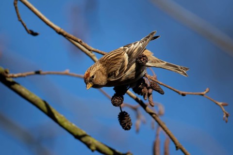 Redpoll (Acanthis flammea) adult bird in an Alder tree in winter, England, United Kingdom