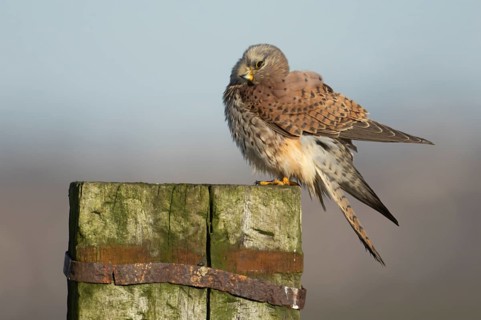 Common kestrel (Falco tinnunculus) adult falcon bird of prey on a wooden post, England, United