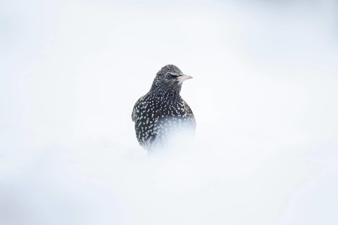 Eurasian starling (Sturnus vulgaris) adult garden bird in snow in winter, England, United Kingdom
