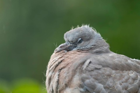 Wood pigeon (Columba palumbus) juvenile baby squab bird head portrait, England, United Kingdom