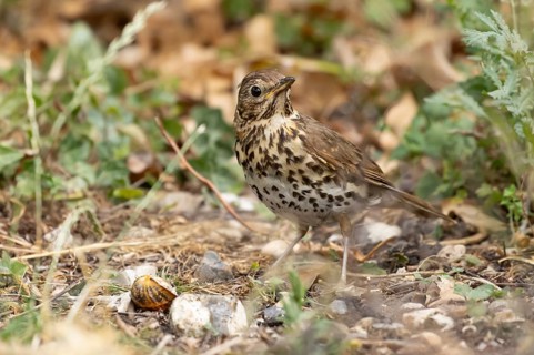 Song thrush (Turdus philomelos) adult garden bird in a flower border in summer, England, United