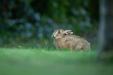 European brown hare (Lepus europaeus) adult wild animal in a garden in summer, England, United