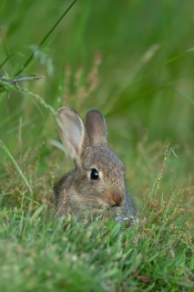 Rabbit (Oryctolagus cuniculus) juvenile baby wild animal in grassland in summer, England, United