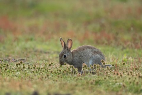 Rabbit (Oryctolagus cuniculus) juvenile baby wild animal in grassland in summer, England, United