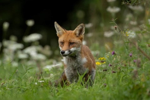 Red fox (Vulpes vulpes) adult wild animal amongst wildflowers in grassland in summer, England,