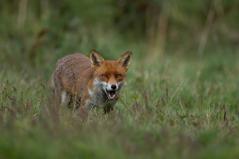Red fox (Vulpes vulpes) adult wild animal in grassland in summer, England, United Kingdom