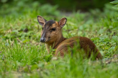 Muntjac deer (Muntiacus reevesi) adult wild animal in grassland in summer, England, United Kingdom