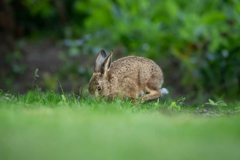 European brown hare (Lepus europaeus) adult wild animal feeding on a garden grass lawn in summer,