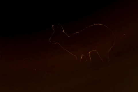 Chinese water deer (Hydropotes inermis) adult wild animal rimlit feeding in marshland at sunset,