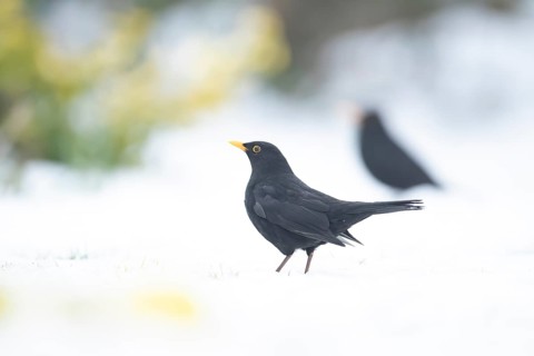 Eurasian blackbird (Turdus merula) adult male garden bird on a snow covered lawn in winter,