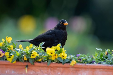 Eurasian blackbird (Turdus merula) adult male garden bird on a planter with flowering Pansy plants