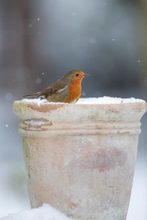 European robin (Erithacus rubecula) adult garden bird on a snow covered plant pot in winter,