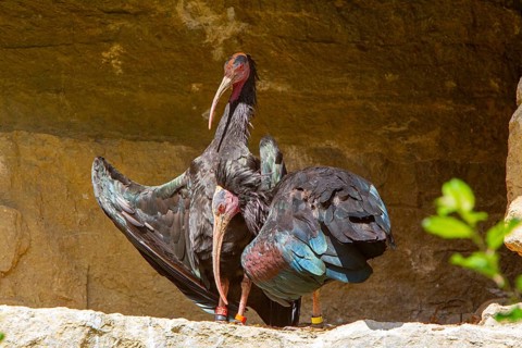 Northern Bald Ibis (Geronticus eremita) Captive Germany