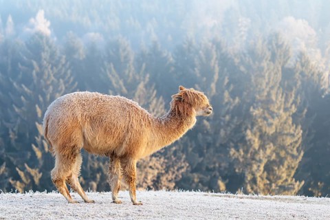 Alpaca (Vicugna pacos), white animal, adult animal, female animal, standing, frost-covered meadow,