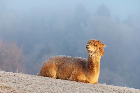 Alpaca (Vicugna pacos), white animal, adult animal, female animal, resting, frost-covered meadow,