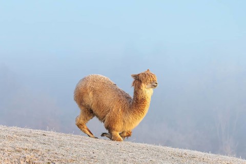 Alpaca (Vicugna pacos), white animal, adult animal, female animal, laying down, frost-covered