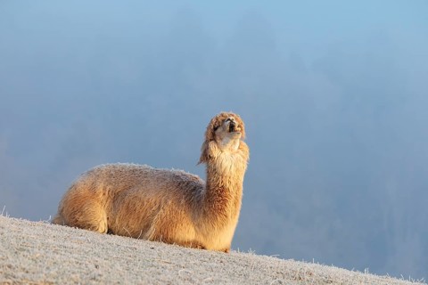 Alpaca (Vicugna pacos), yawning, white animal, adult animal, female animal, resting, frost-covered