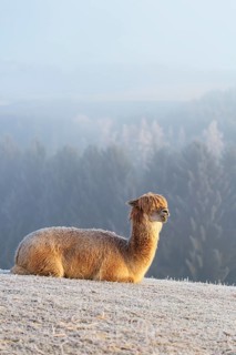 Alpaca (Vicugna pacos), white animal, adult animal, female animal, resting, frost-covered meadow,
