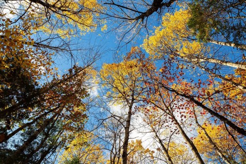 Low angle view of tall backlit semi silhouetted converging Betula - Birch and Acer - Maple trees in