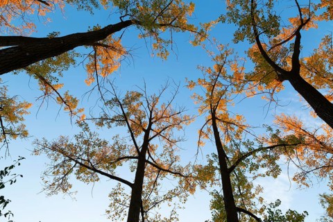 Low angle view of tall backlit silhouetted Populus deltoides - Eastern Cottonwood trees with green,