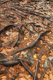 Close-up of exposed Pinus resinosa - Red Pine tree roots system and rocks plus fallen pine needles