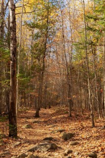 Hiking trail covered with rocks and fallen leaves through forest of mixed deciduous and evergreen