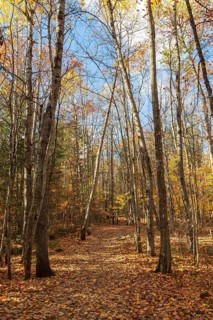 Hiking trail covered with fallen leaves through forest of mixed Betula - Birch and Acer - Maple