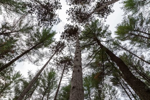 Low angle view of tall semi silhouetted converging Pinus - Pine trees in autumn, Quebec, Canada