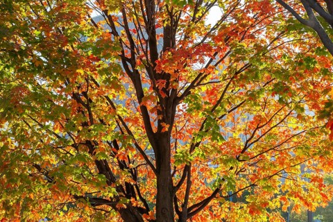 Backlit silhouetted Acer -Maple tree with green, orange and red leaves in autumn, Old Port of