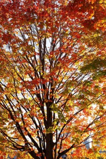 Backlit silhouetted Acer -Maple tree with green, orange and red leaves in autumn, Old Port of