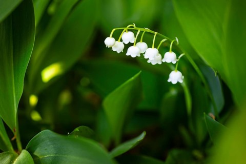 Lily of the valley (Convallaria majalis) in bloom, Saxony, Germany