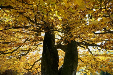 Autumn-colored beech, Wiesental, Black Forest, Baden-Württemberg, Germany