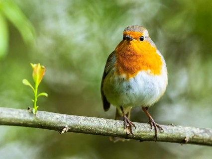 European Robinin in his environment. His Latin name is Erithacus rubecula