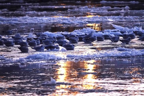 Elbe with ice floes, seagulls, winter, Dresden, Saxony, Germany