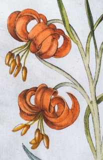Blossoms, turban lily (Lilium pomponium), hand-coloured copperplate engraving from the Hortus