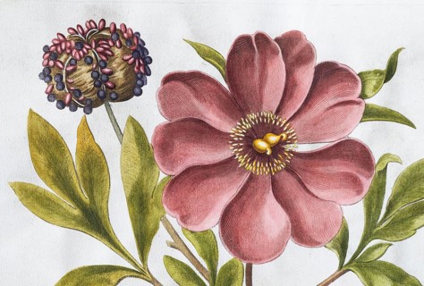 Flower, large-leaved peony (Peonia Mascula), hand-coloured copperplate engraving from the Hortus