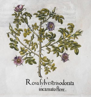 Wine rose (Rosa Rubiginosa), hand-coloured copperplate engraving from the Hortus Eystettensis,