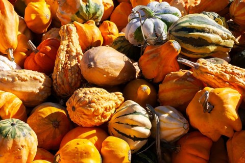 Close-up of freshly harvested mixed Cucurbita spp. 'Ornamental' - Gourds including pumpkins and