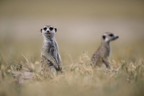 Meerkats or suricates (Suricata suricatta), Makgadikgadi Salt Pans, Makgadikgadi Pans National