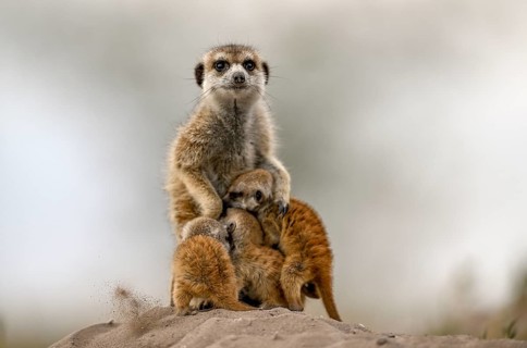 Meerkats or suricates (Suricata suricatta), mother with young, Makgadikgadi Salt Pans, Makgadikgadi