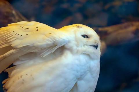 Close-up of a snowy owl