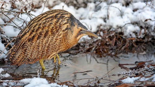 Bittern (Botaurus stellaris) in winter on a watercourse, snow and ice, frost, hunting, foraging,