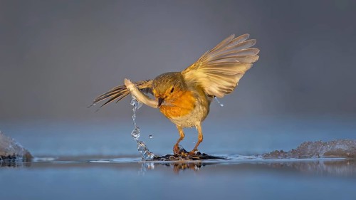 Robin (Erithacus rubecula) Family Flycatcher (Muscicapidae) Winter with frost and ice, hunting fish