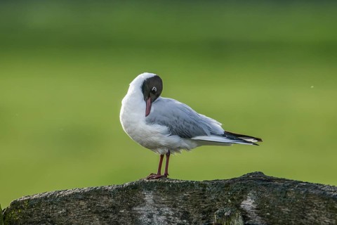 A black-headed gull (Chroicocephalus ridibundus, syn.: Larus ridibundus) preens its plumage on a