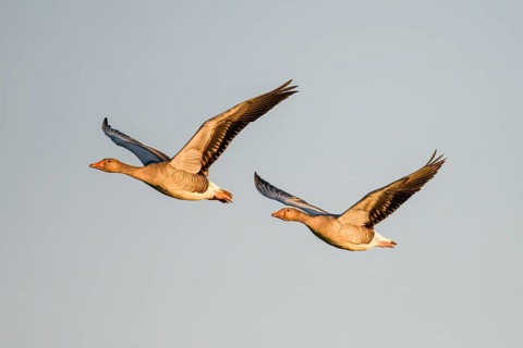 Two greylag geese (Anser anser) flying side by side in the clear sky, Dümmer nature park Park,