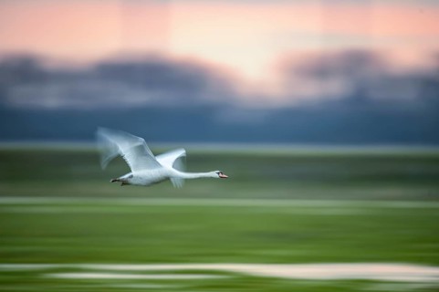 A Mute Swan (Cygnus olor) flies over a field in front of an orange-coloured sky, motion blur,