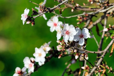 Almond blossom, blossoming branch, almond tree (Prunus dulcis), Agrigento, Sicily, Southern Italy,