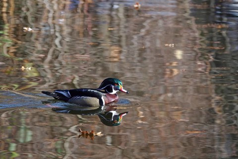 Common mallard (Aix sponsa) on a lake, winter, Germany