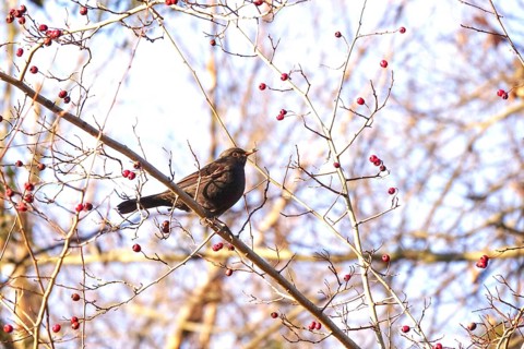 Blackbird in a tree, winter, Germany